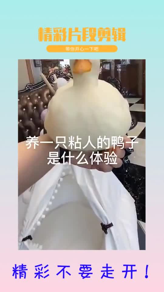 它是鸭子