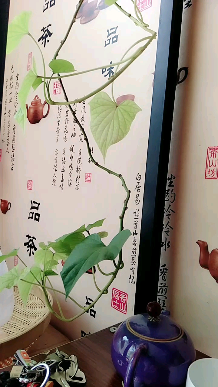 这个红薯藤长的好