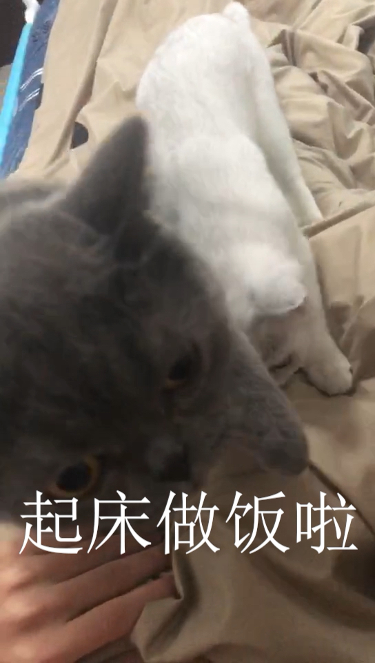#过了腊八就是年#李大白更新日常之红菇枸杞鸽子汤