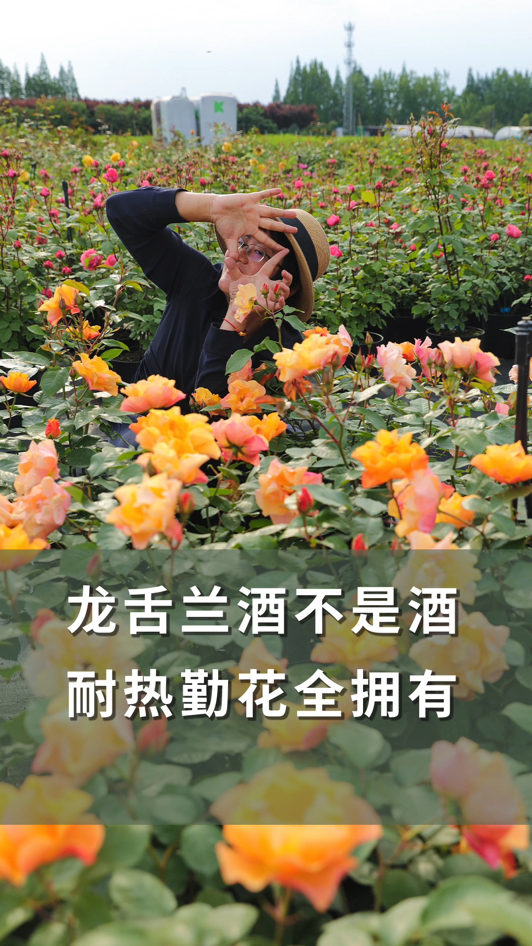 【海妈植物推荐】龙舌兰酒不是酒,耐热勤花全拥有