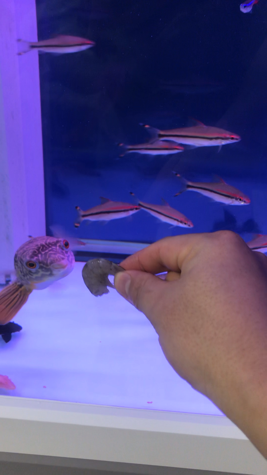 #爱的魔力转圈圈#我们家小可爱!饿急眼了!