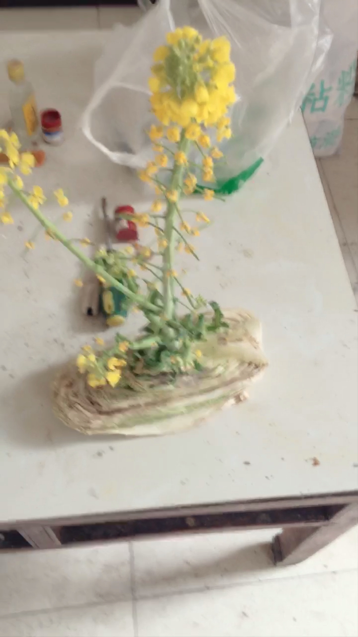 白菜花