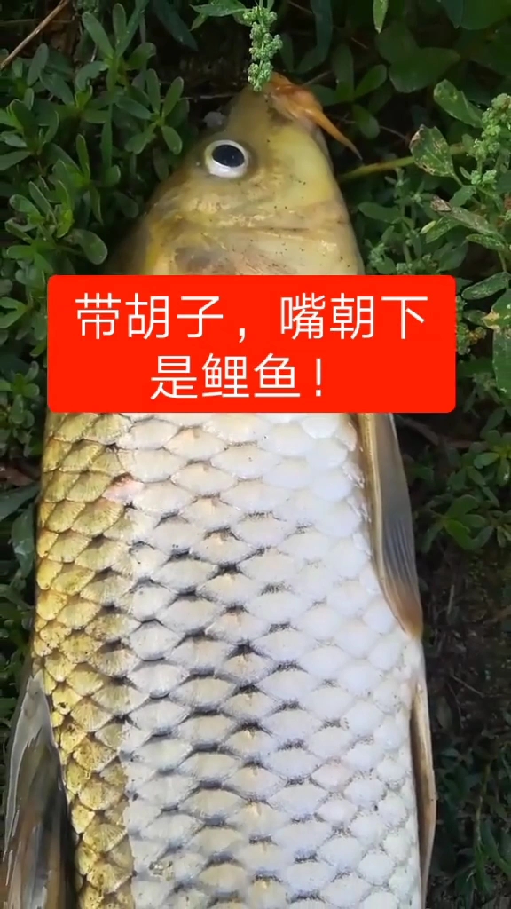 带胡子,嘴朝下是鲤鱼!