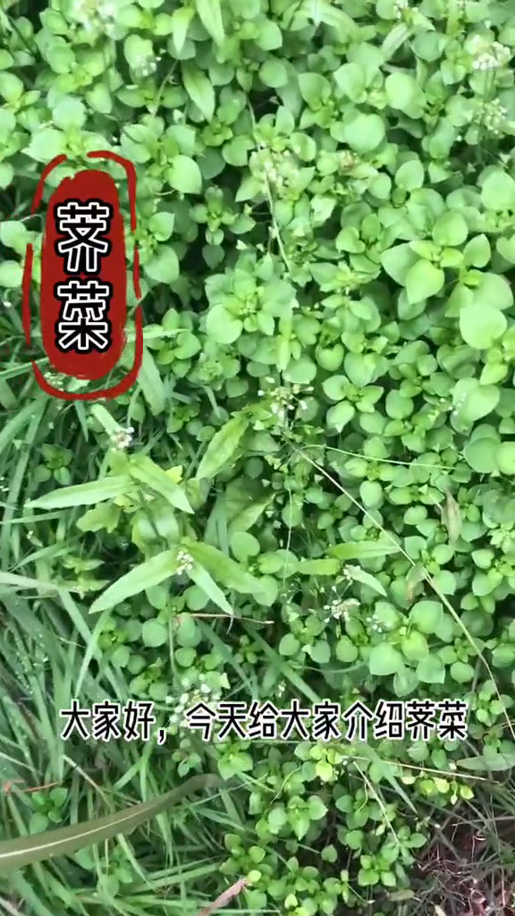 荠菜长什么样子你知道吗