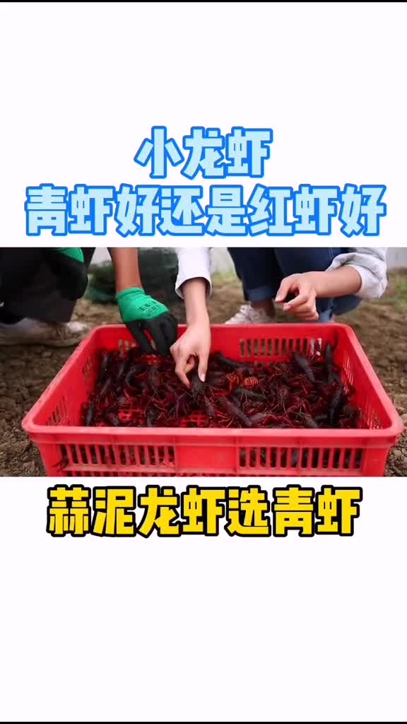 青虾好还是红虾好有懂的吗美食盱眙龙虾龙虾小龙虾