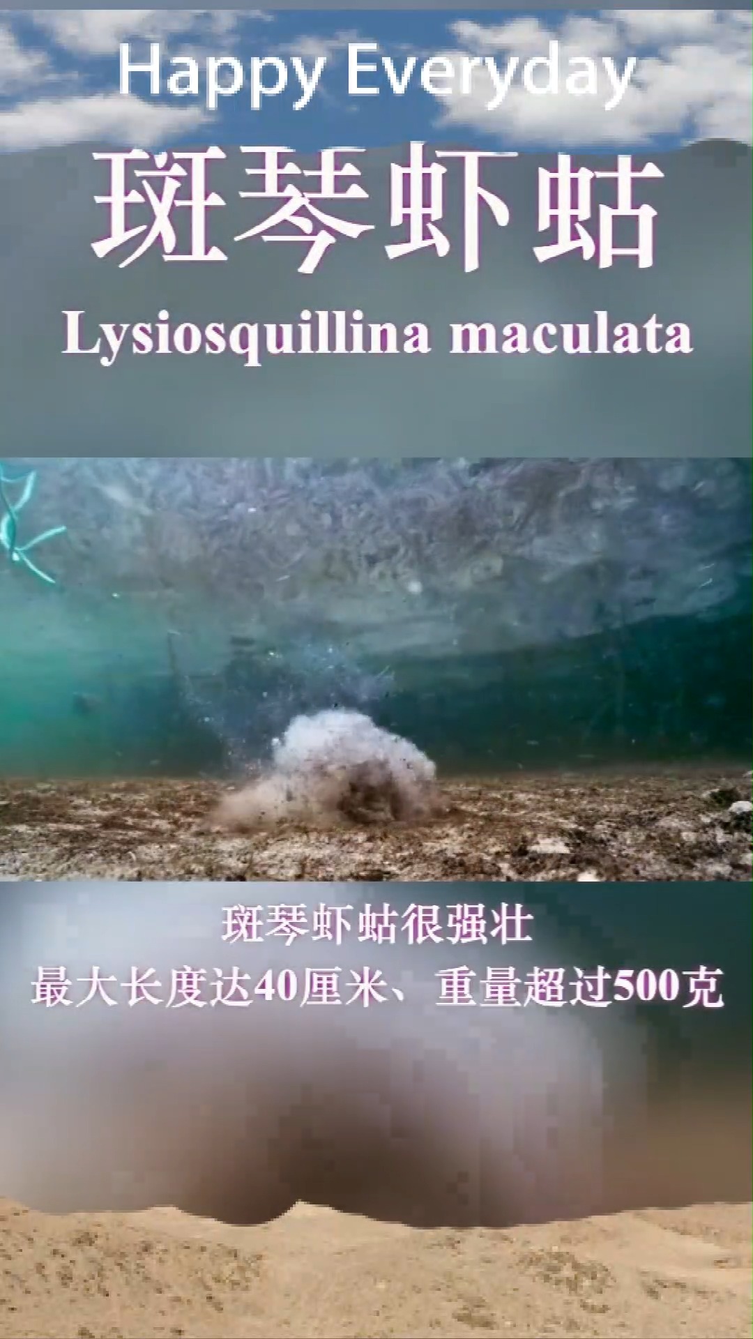 斑琴虾姑