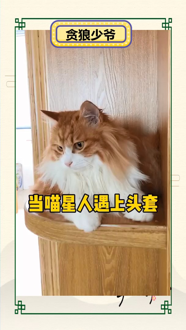 #全民爱神评#表情包的出处!哈哈哈哈哈 猫的迷惑行为
