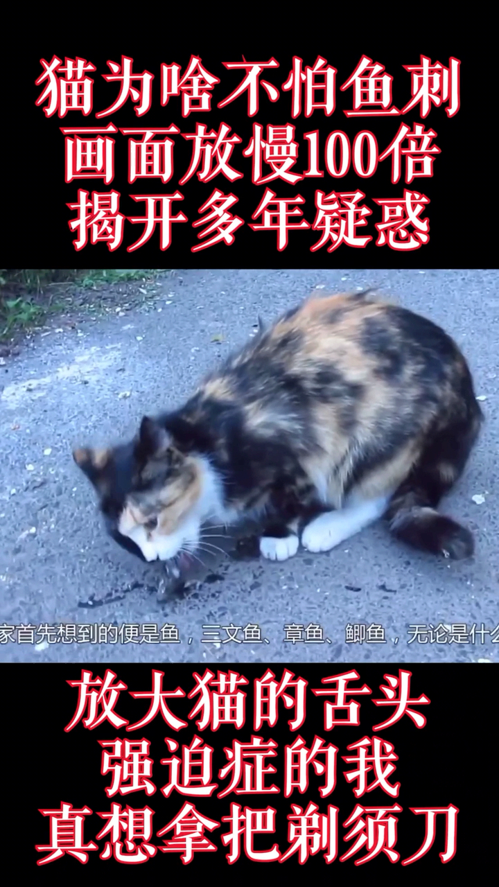 #动物世界猎奇#猫吃鱼