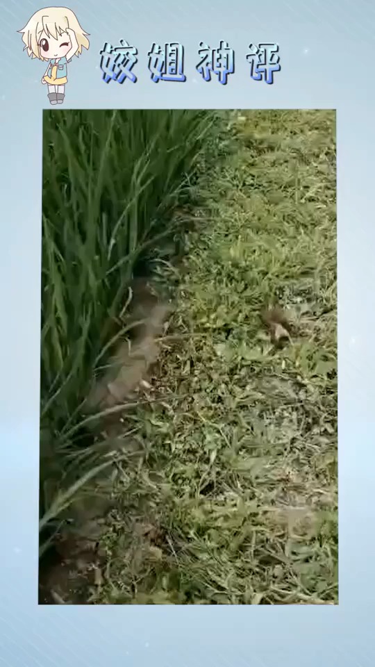 黄鼠狼给鸡拜年没安好心,其实他是保护农田庄稼的