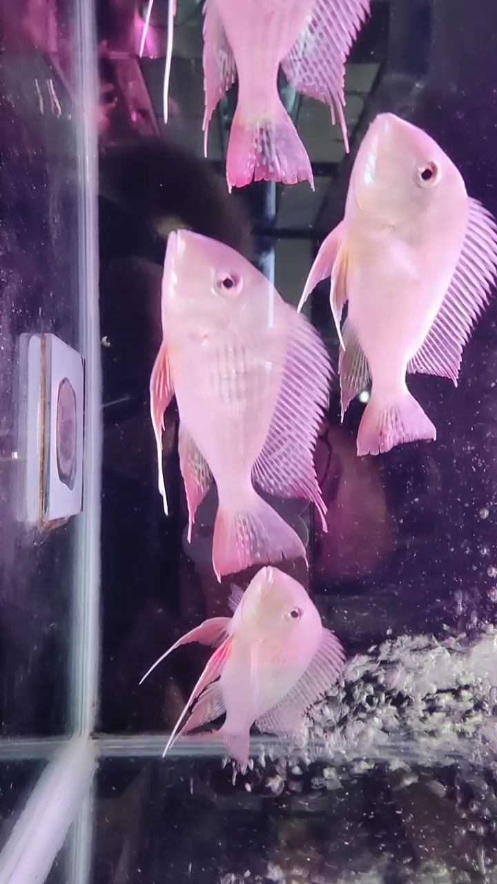 @全民小助手 飘逸美丽的朱巴利