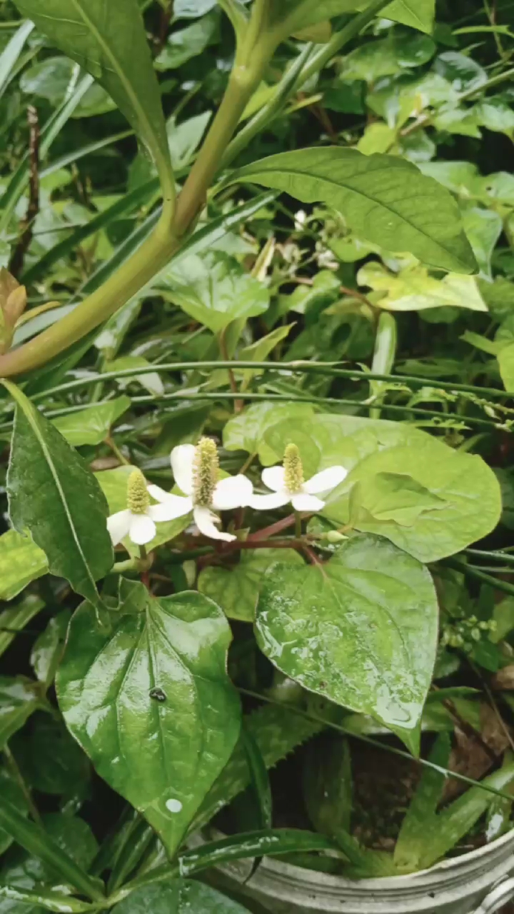 鱼腥草花花