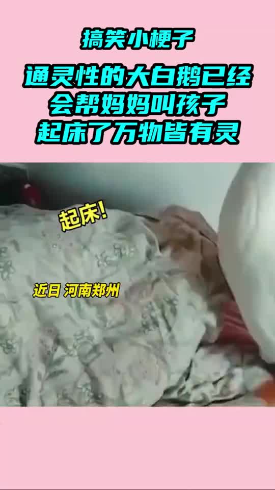 我要上热门通灵性的大白鹅已经会帮妈妈叫孩子起床了,万物皆有灵