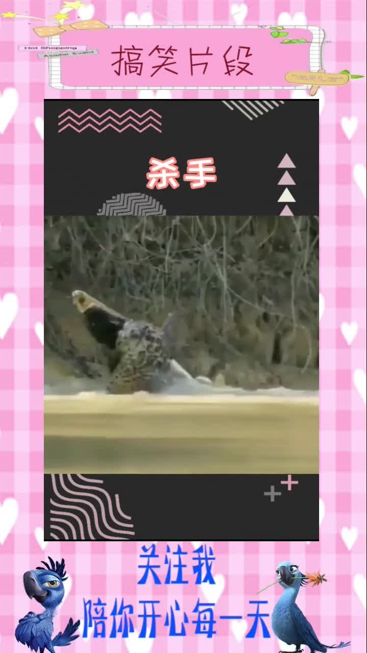 豹子从水中将鳄鱼拖上岸吃掉,看看这恐怖的实力,搞笑视频