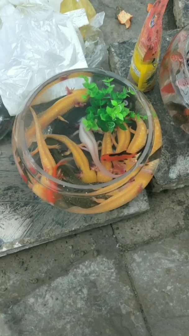真正的娃娃鱼