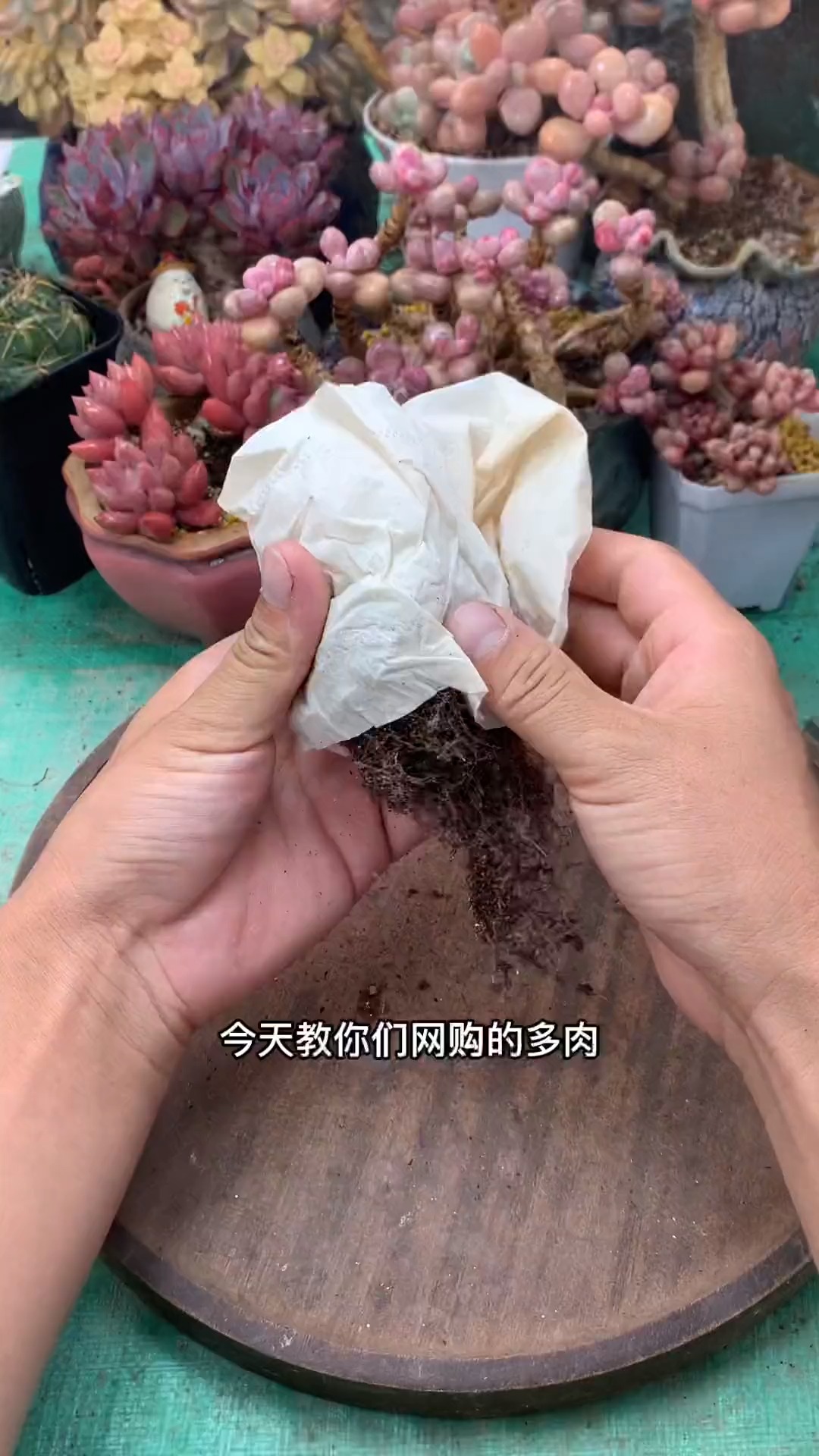 #分享养花经验#正确的栽种方法。