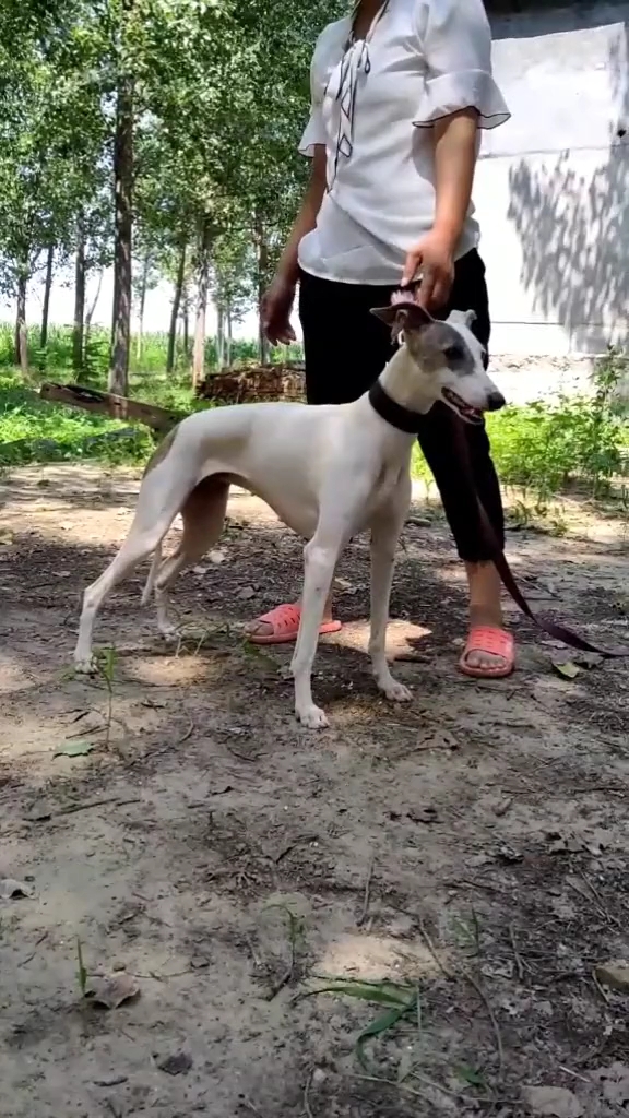 上下摩托,盯灯掐窝,野鸡兔克星