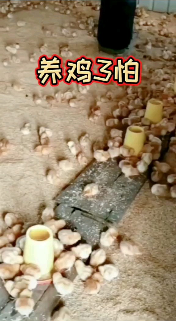 养鸡ㄋ怕