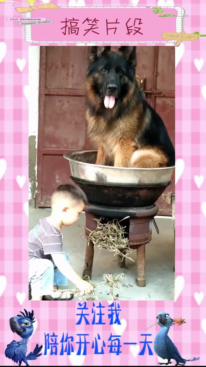 自家的狗做的狗肉火锅,不知道吃起来是不是更香!#搞笑段子#