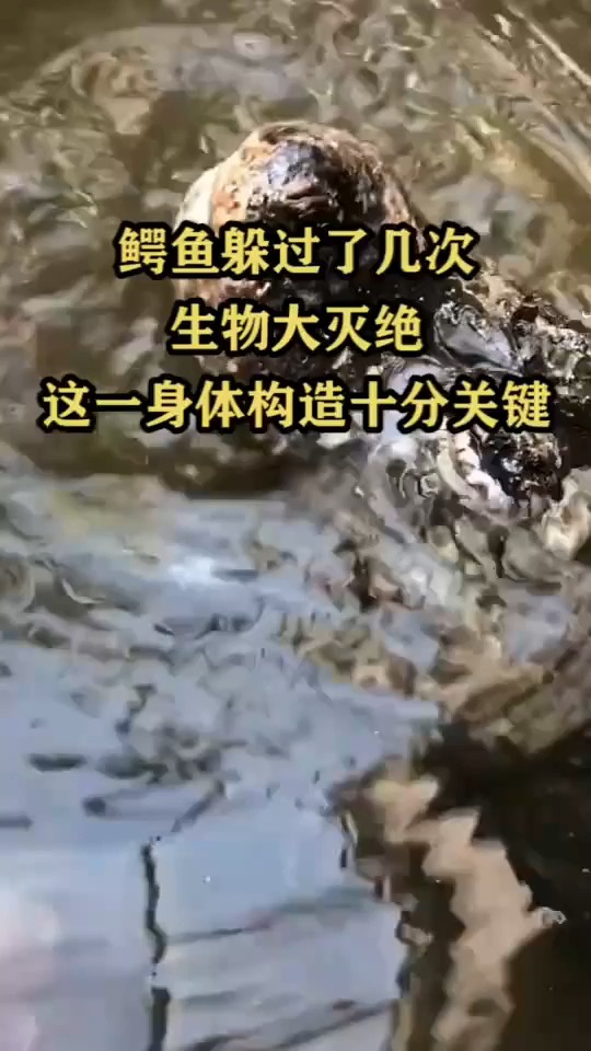 鳄鱼躲过了几次生物大灭绝,这一身体构造十分关键