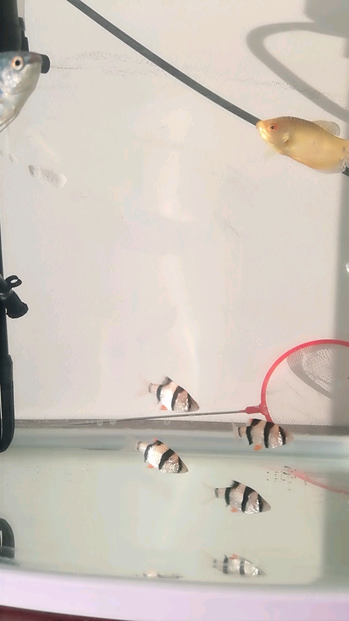 分享视频