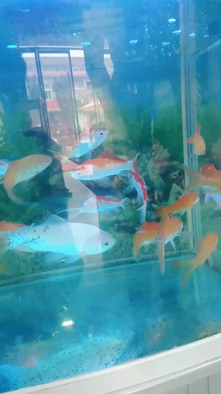 金鱼缸