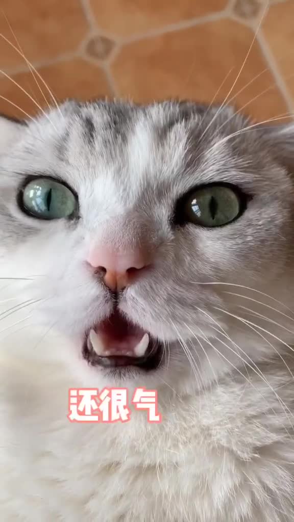 遇到一只爱吃醋的猫咪怎么办?宠着吧#vlog日常