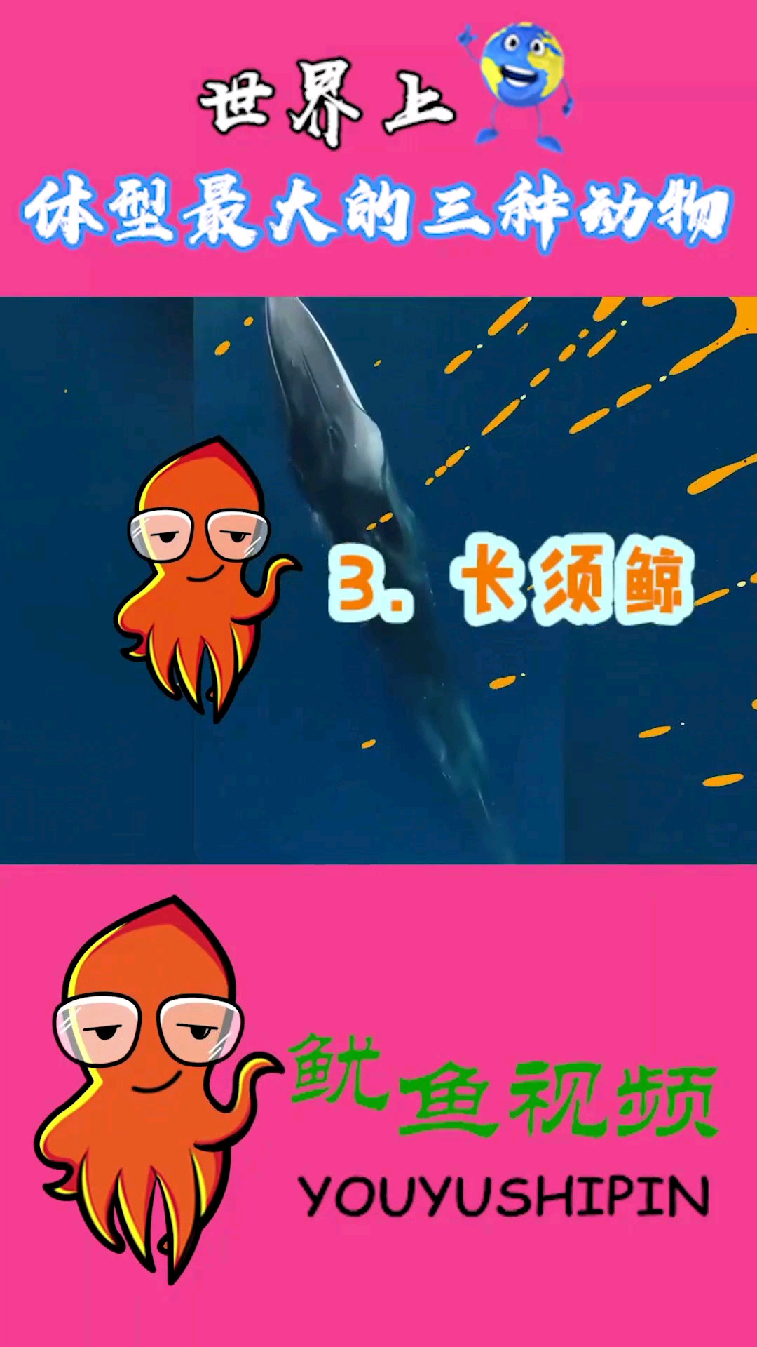 体型最大的三种动物。鱿鱼视频