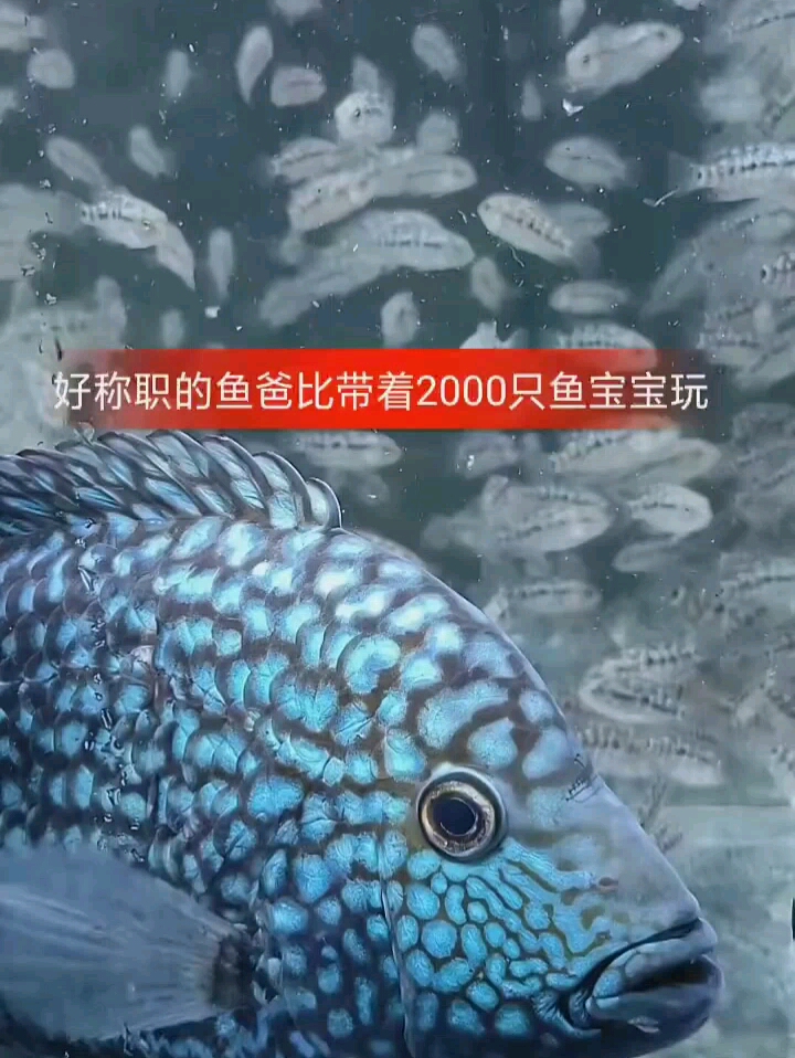 职业老爸