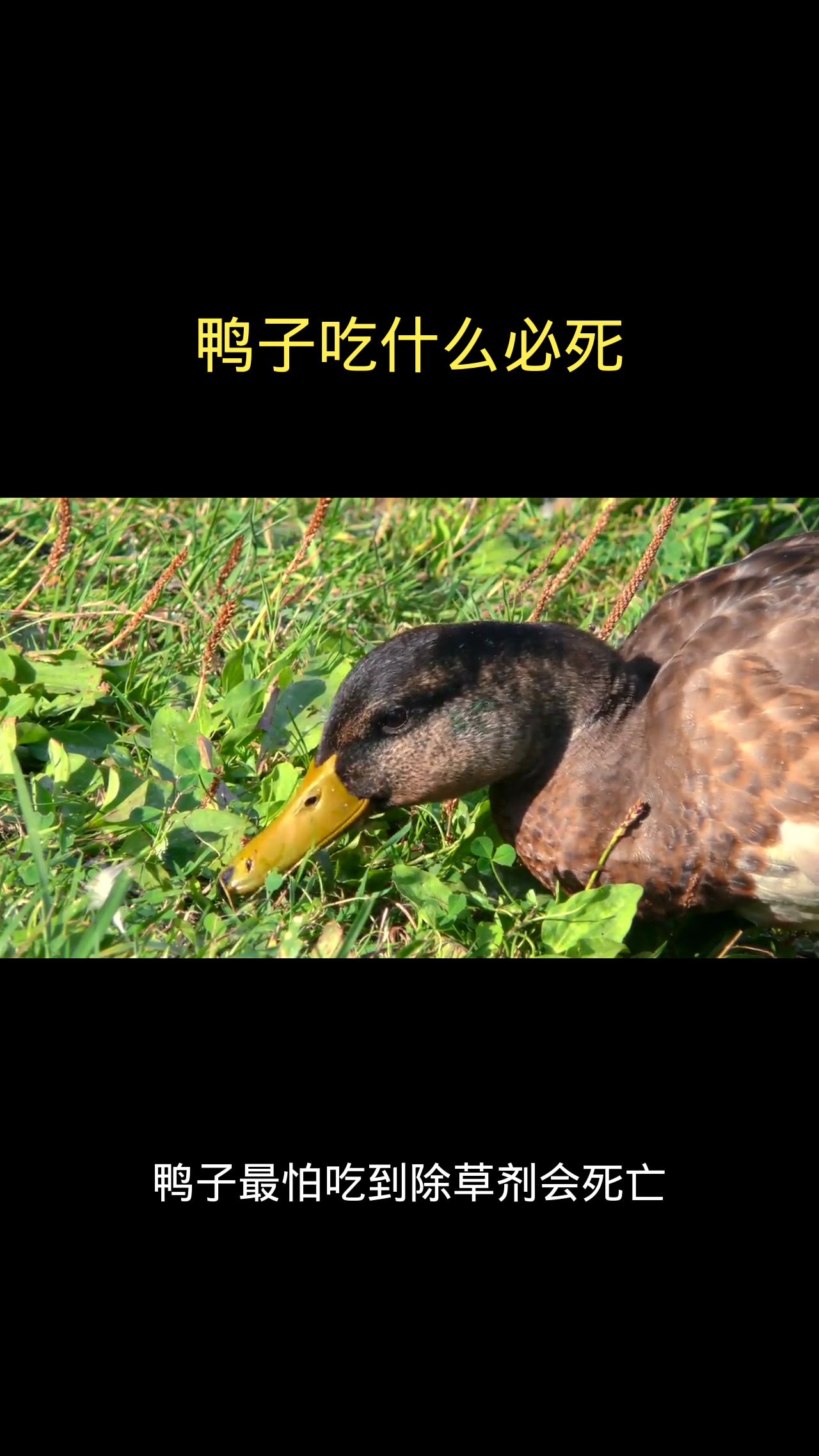 鸭子吃什么必死 