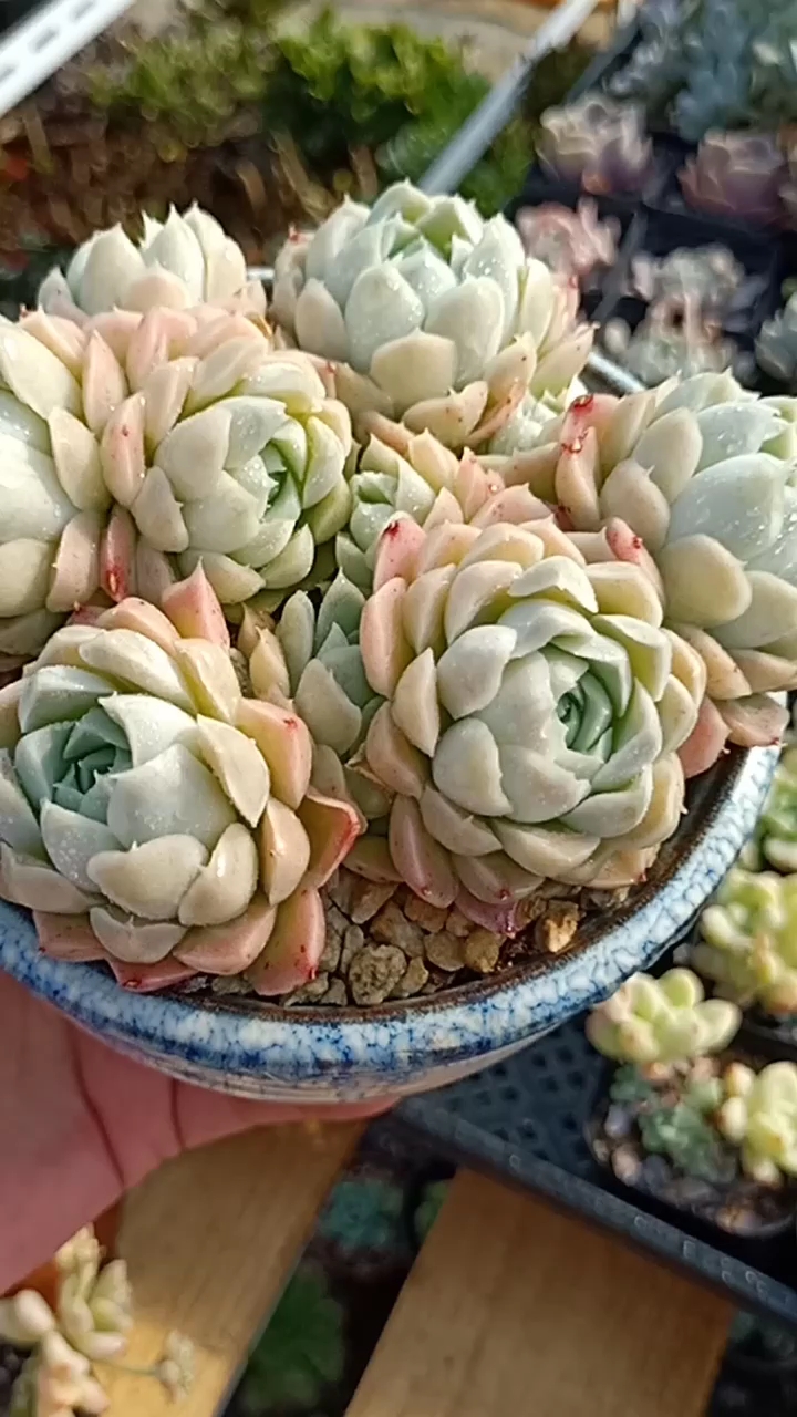阿尔巴白月影
