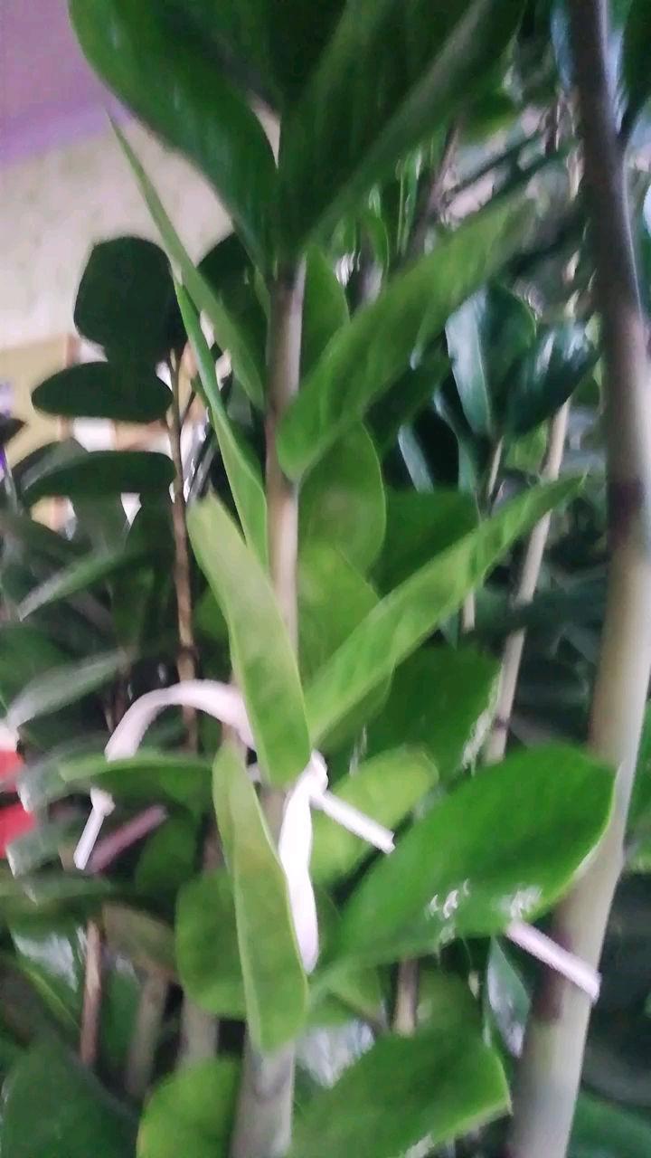钱串子开花头一次见呵,我不会要发大财了吧。