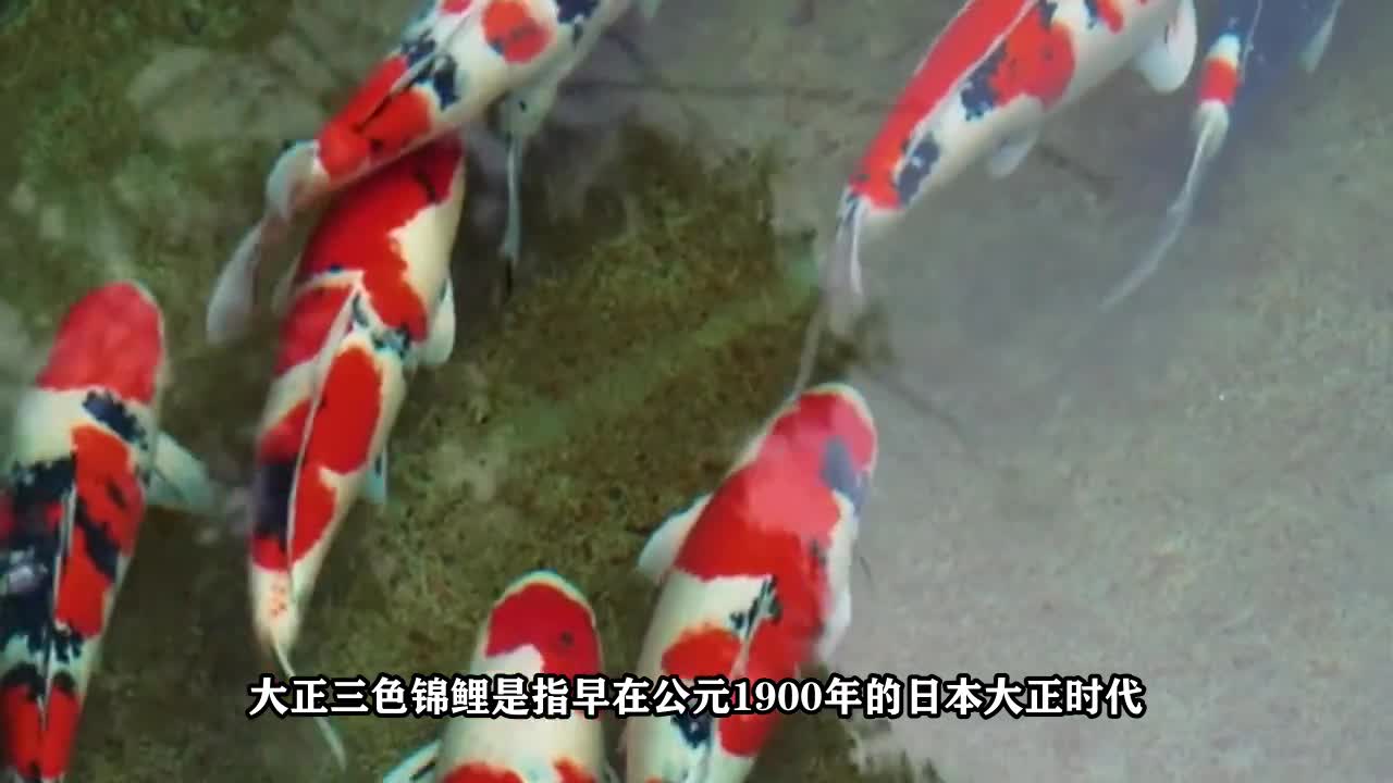 大正三色锦鲤简介