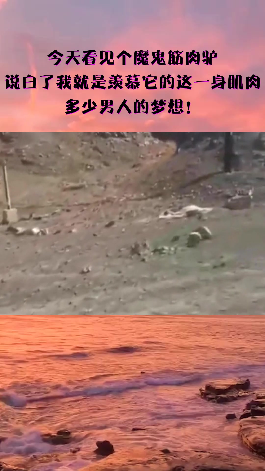 #我要上热门#今天看见个魔鬼筋肉驴,说白了我就是羡慕它的这一身肌肉,多少男人的梦想!