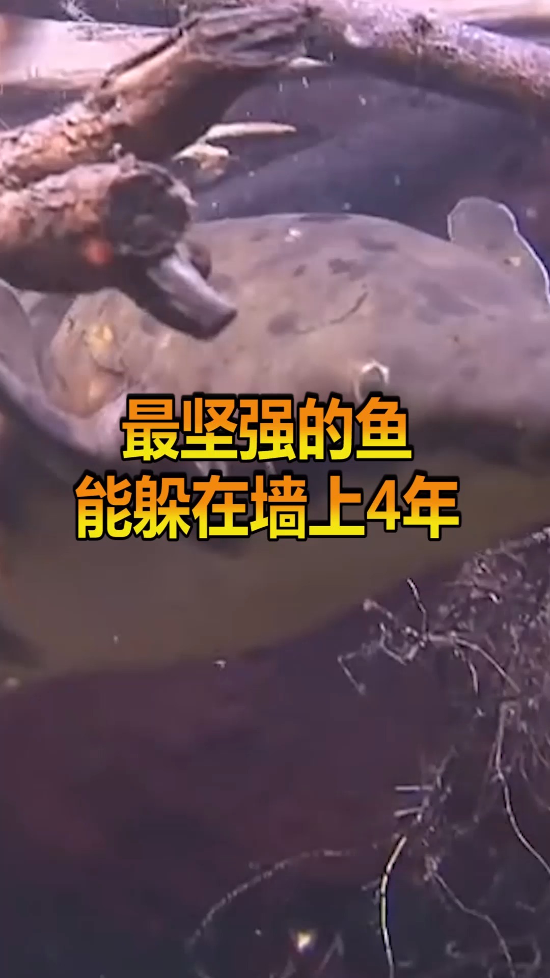 #奇趣#世界上最坚强的鱼,干旱缺水4年后,居然是这样活下来的!