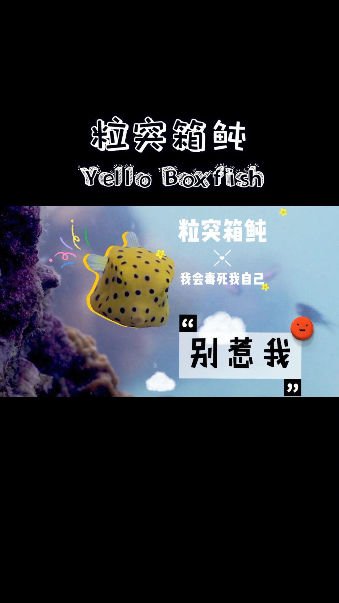 #潜水识鱼#会嘟嘟嘴的超可爱方盒子鱼,粒突箱鲀,别惹它,惹它连它自己都要被毒死了