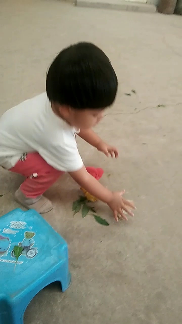 小鸡宝宝
