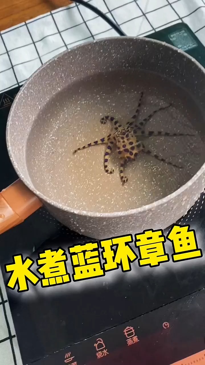 水煮蓝环章鱼,你值得来一口