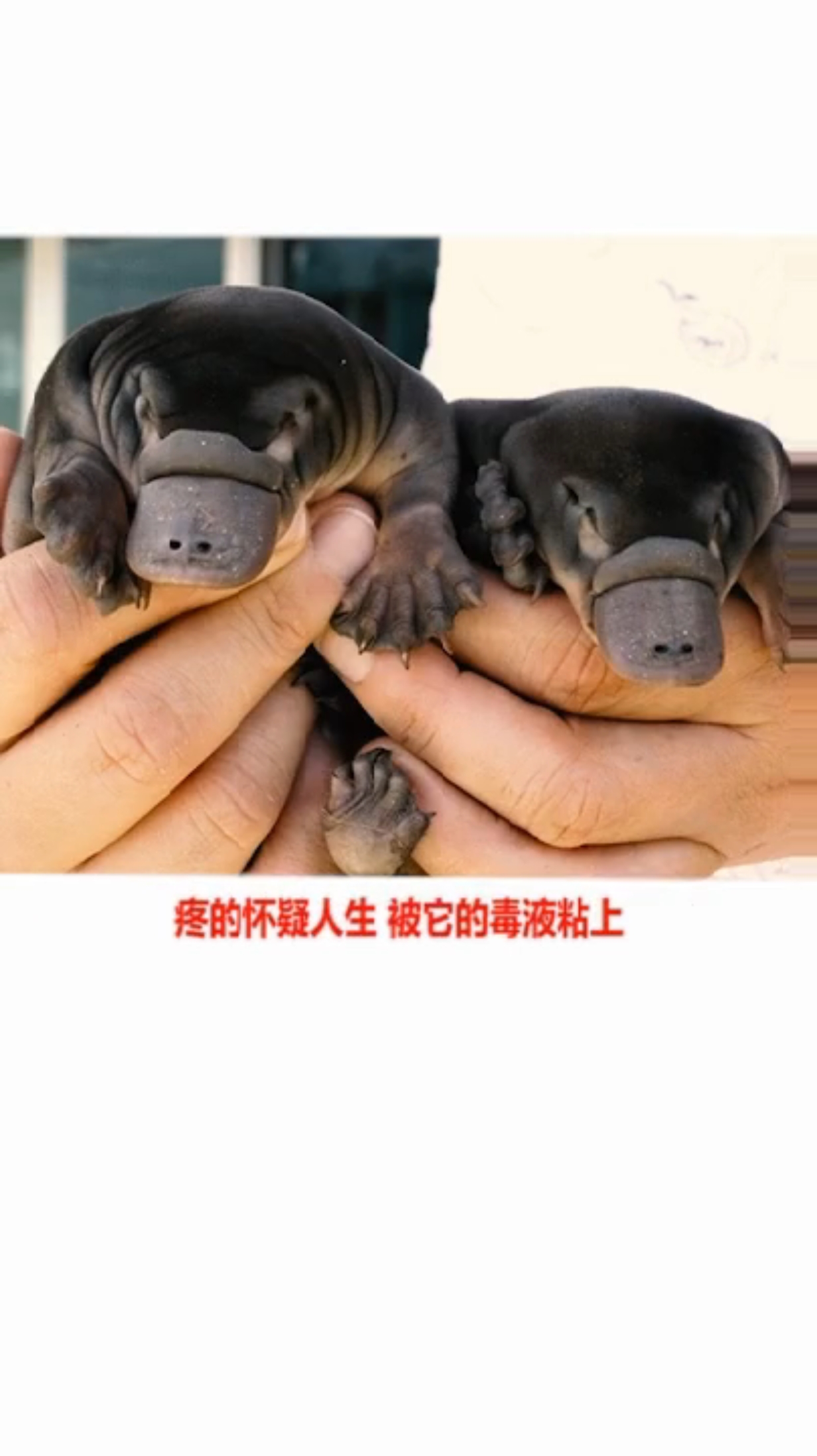 不看后悔世界上咬人最疼的动物(2)