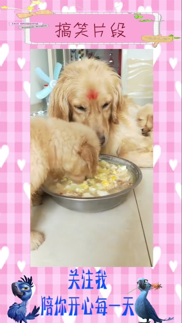 土豆大骨鸡汤,自己不舍得喝,等孩子喝,,搞笑段子