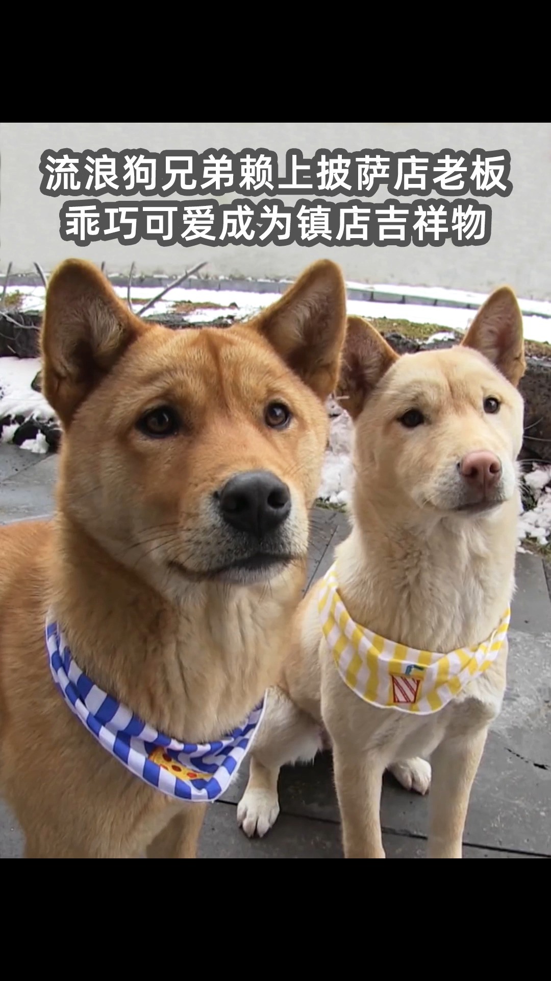 #萌宠#流浪狗兄弟赖上披萨店老板,乖巧可爱成为镇店吉祥物。