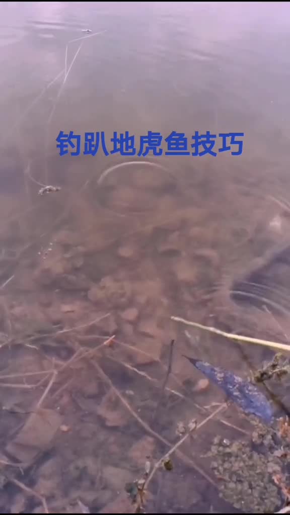 钓趴地虎鱼技巧钓鱼知识小课堂钓鱼那些事野钓早上六点到八点,下午也是六到八点,是最多最好钓的