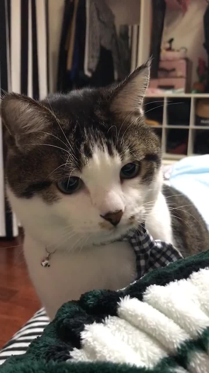 好萌的包子脸,表情是认真的