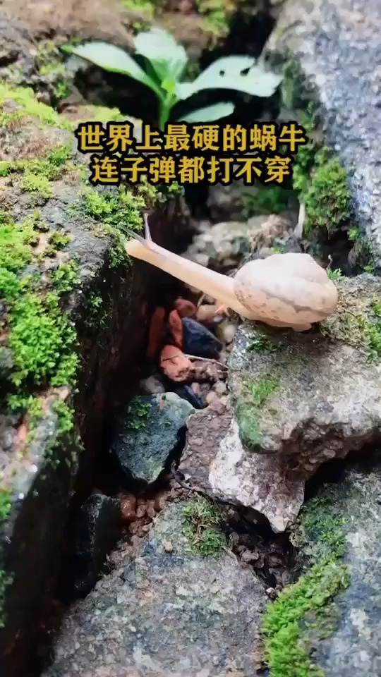 世界上最硬的蜗牛连子弹都打不穿