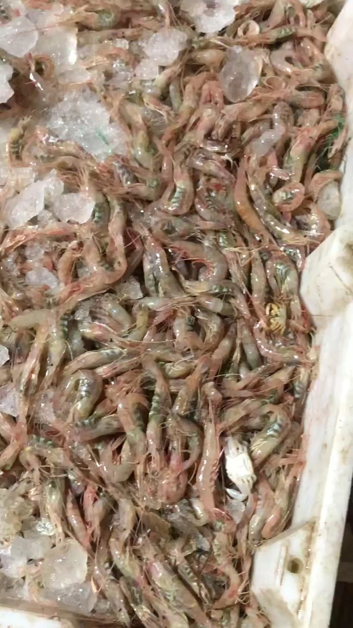 #舌尖上的旅行#生炝红芒子