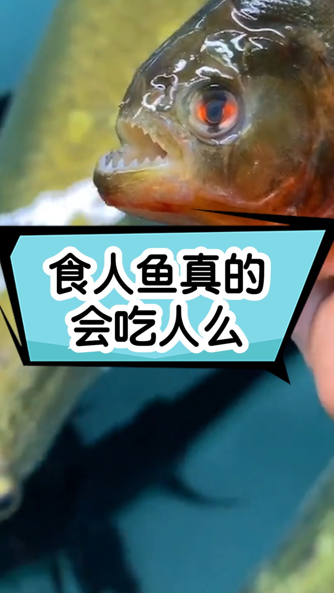 食人鱼真的会吃人么?