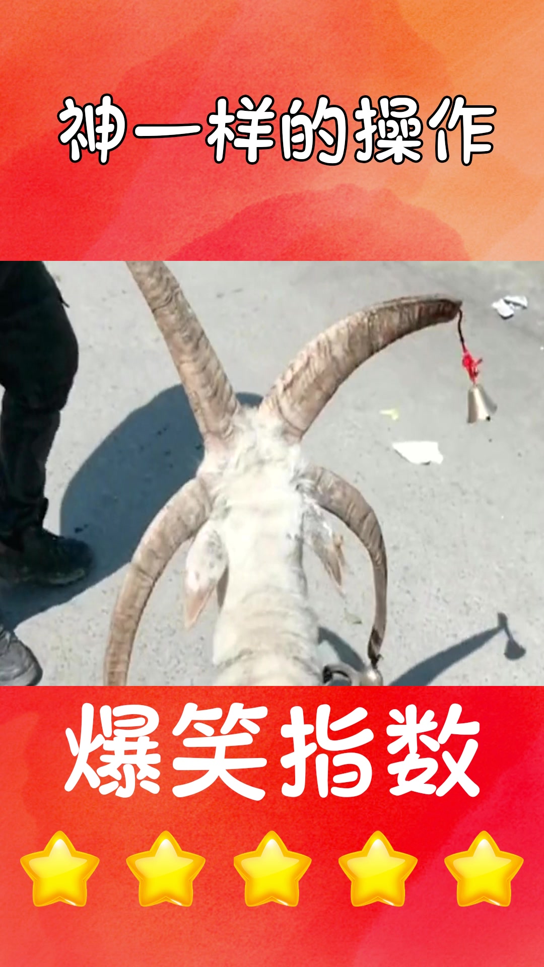 #我要上热门#世界之大武器不有,这两只犄角的羊常见四只是什么鬼,这脑袋能支撑住吗?