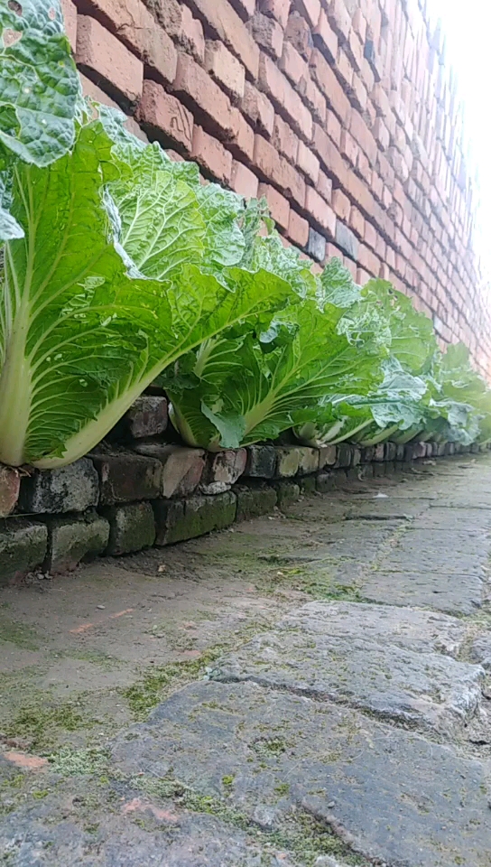 #全网砖缝种菜第一人#种在墙上的白菜你没见过吧