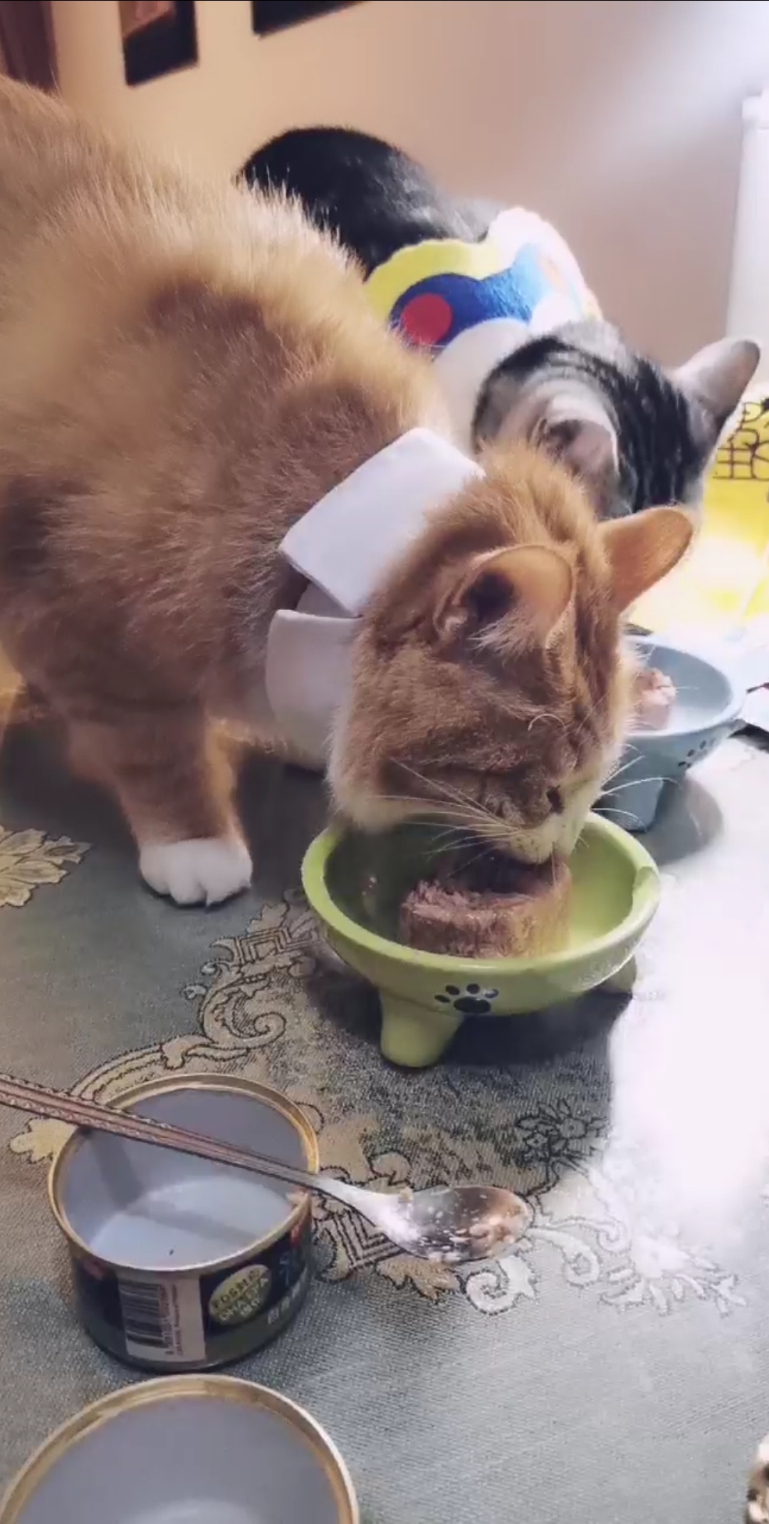 #我家萌宠#今天开荤了