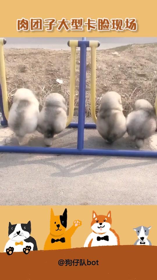 阿拉斯猪小时候真的超萌的呀! #阿拉斯加  #狗狗  #卡脸