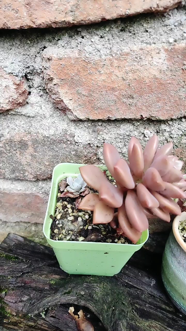 @全民小助手 可爱多肉植物